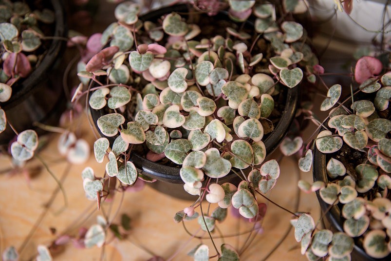 Variegated chain of hearts