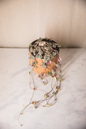 Variegated chain of hearts