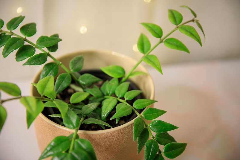Hoya Lanceolata "Bella"