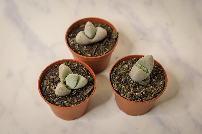 Dinteranthus "living stone" succulent