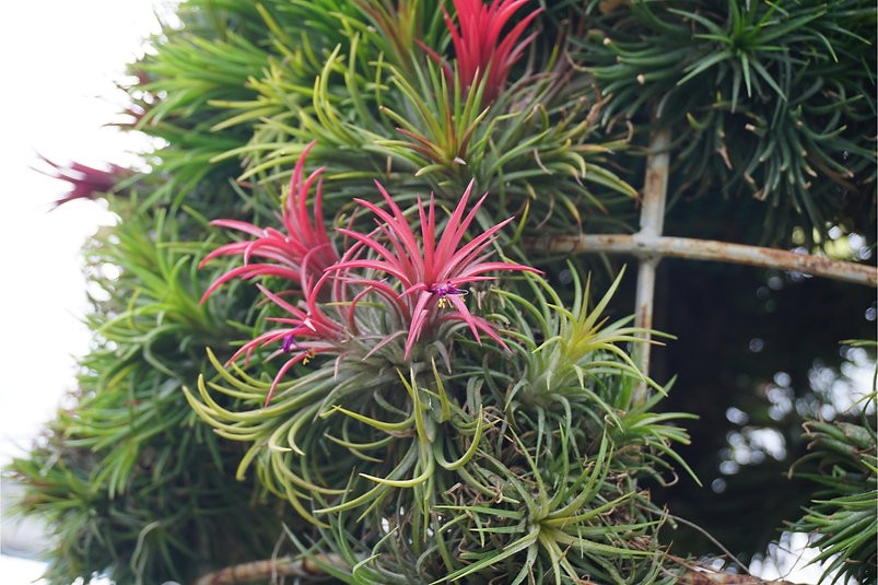 Tillandsia air plant