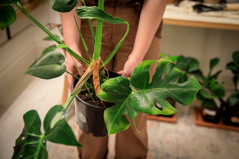 Mutant Monstera "crumpliosa"
