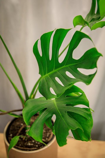Mutant Monstera "crumpliosa"