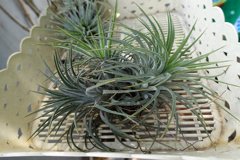 Tillandsia air plant