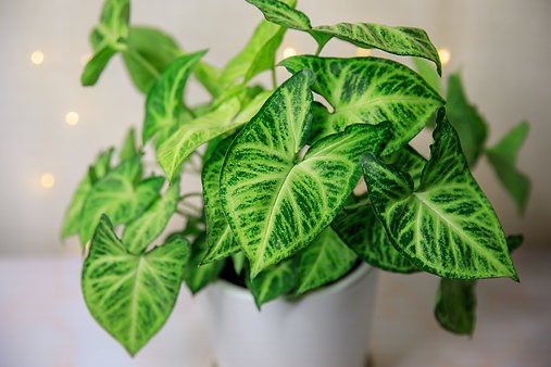 Syngonium "Robusta Green"