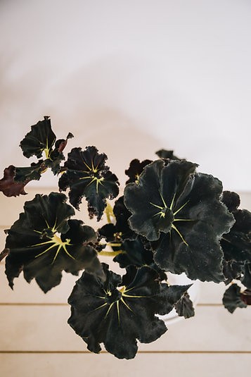 Begonia "Black Mamba"