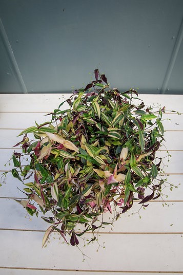 Variegated Tahitian Bridal Veil
