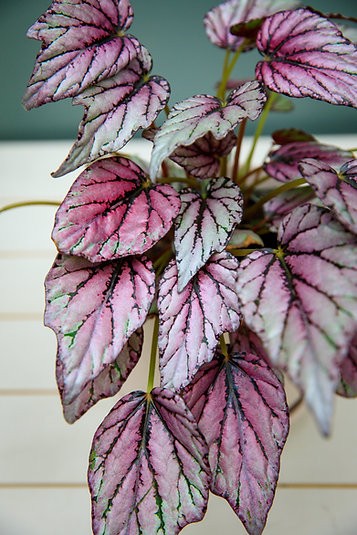 Begonia 'purple splash'