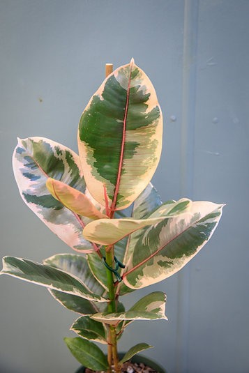 Ficus elastica "Ruby"