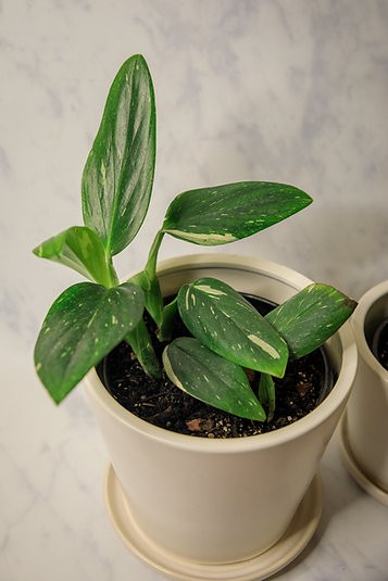 Monstera standleyana 'cobra'