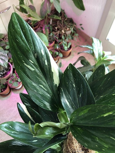 Monstera standleyana 'cobra'