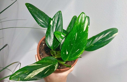 Monstera standleyana 'cobra'