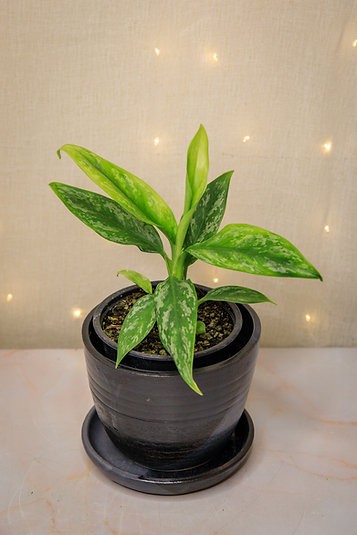 Aglaonema "Jade"