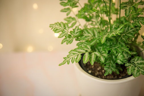 Pteris ensiformis 'Silver Lace Fern'
