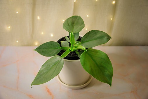 Philodendron Silver Sword