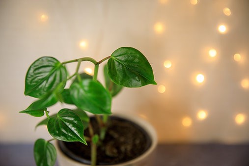 Peperomia nitida 'Scandens'