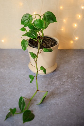Peperomia nitida 'Scandens'