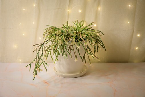 Rhipsalis pilocarpa "hairy stemmed rhipsalis"