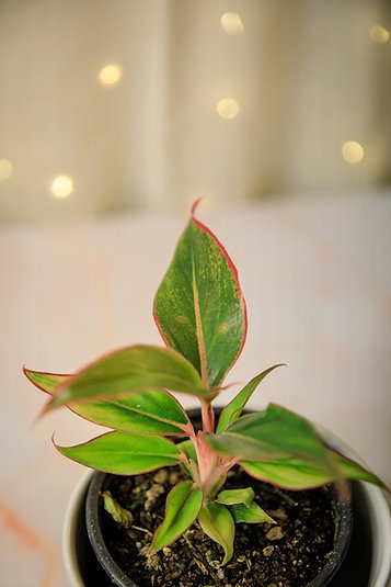 Aglaonema "Siam Aurora"