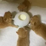 Bite-Resistant Simulation Baby Pet Feeding Bowl