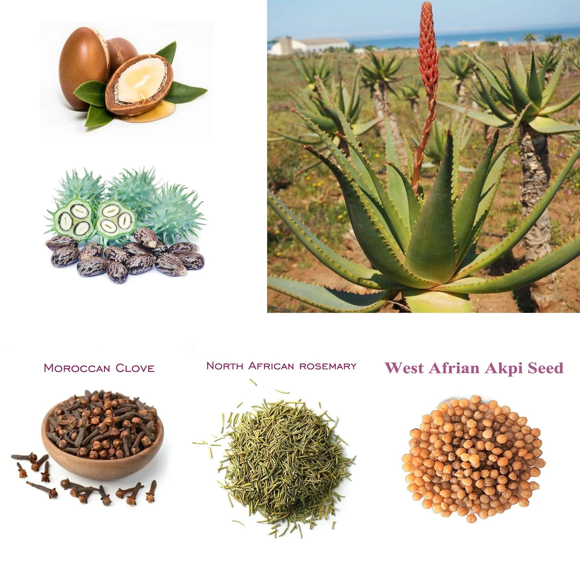 Artisanal Traditional Powerful Hair Nourishing Oil Promoting Long, Natural Hair Growth