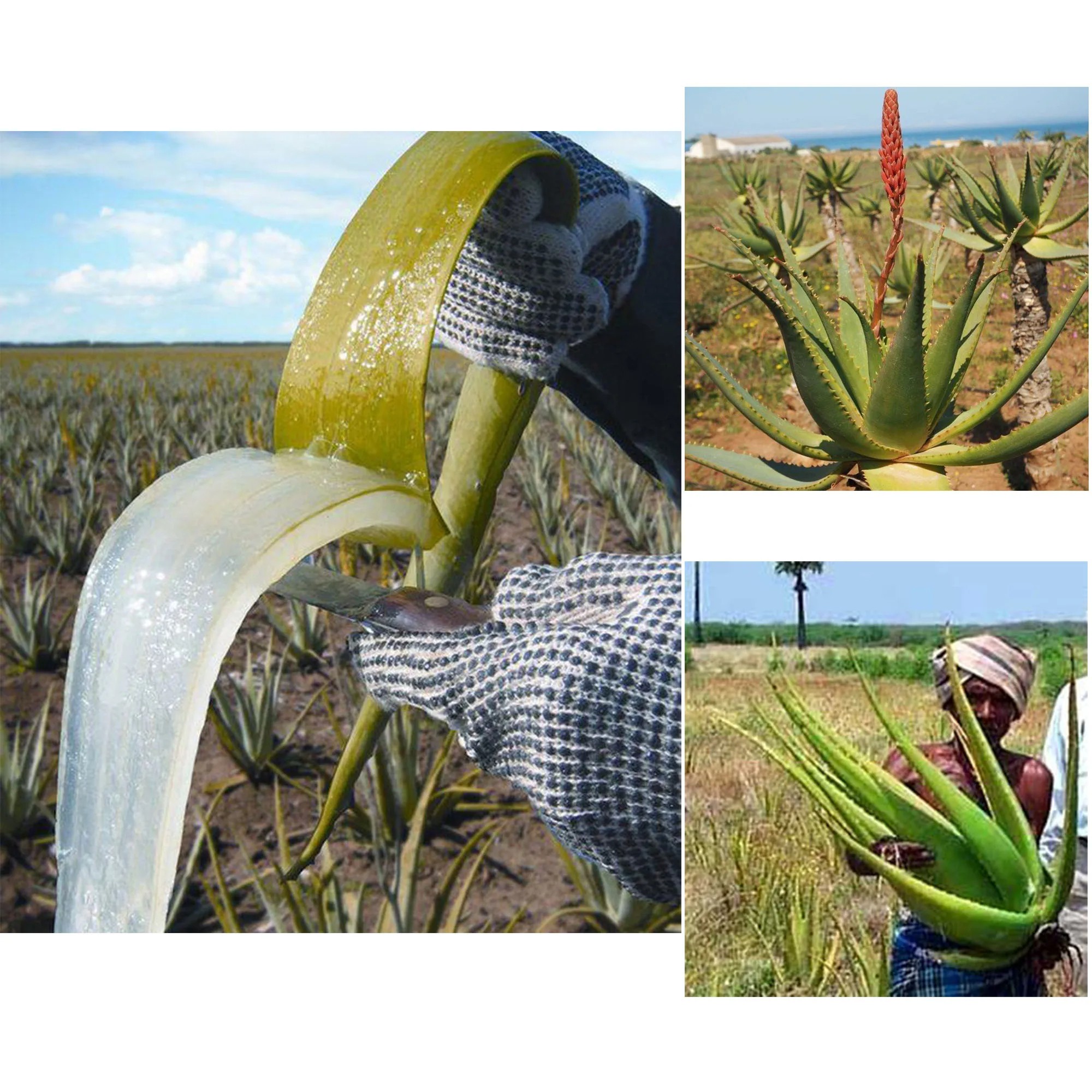 Artisanal Traditional Powerful Hair Nourishing Oil Promoting Long, Natural Hair Growth