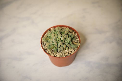 Titanopsis Schwantesii