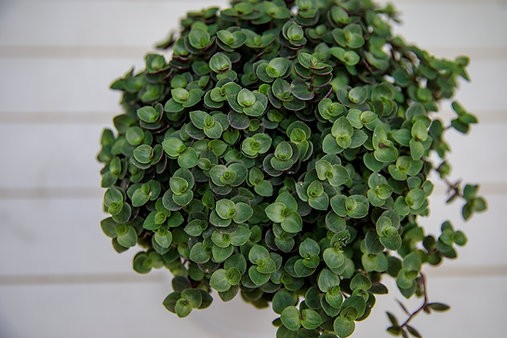 Callisia repens - Green Bubbles