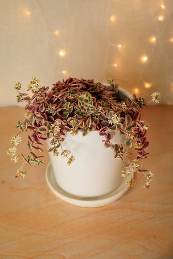 Calico Kitten - Crassula Marginalis Rubra Variegata