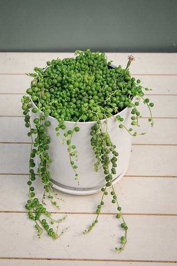 String of pearls