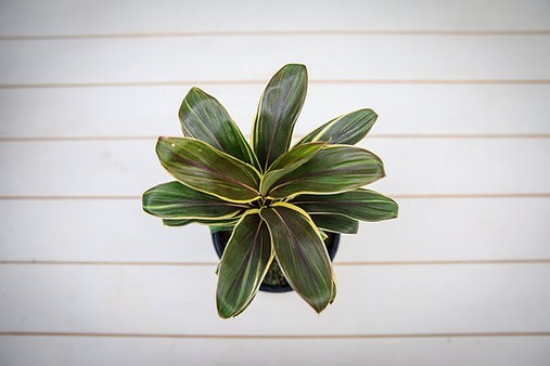 Cordyline Terminalis "Chocolate Queen"