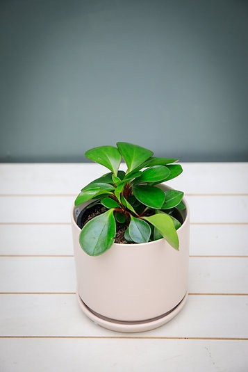 Peperomia Obtusifolia "Red Edge"