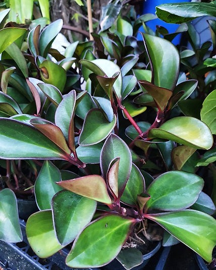 Peperomia Obtusifolia "Red Edge"