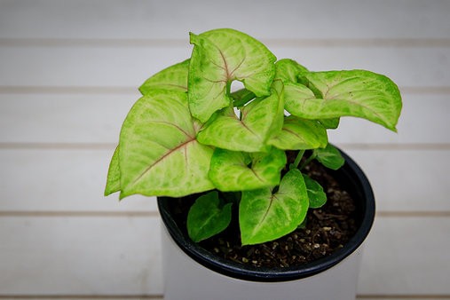 Syngonium "Golden Illusion"