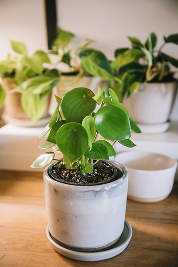 Peperomia Polybotrya