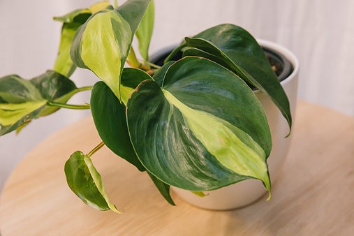 Philodendron Hederaceum 'Brasil'