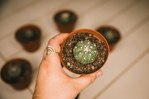 Star cactus (Astrophytum asterias)