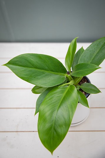 Philodendron Imperial Green