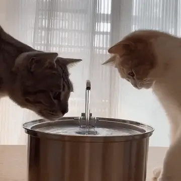 The KittySpout All Stainless Steel Pet Water Dispenser