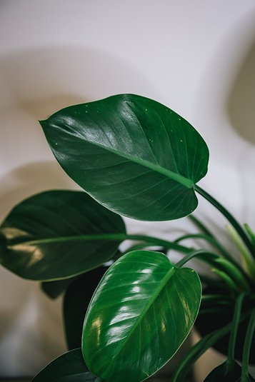 Philodendron Green Princess