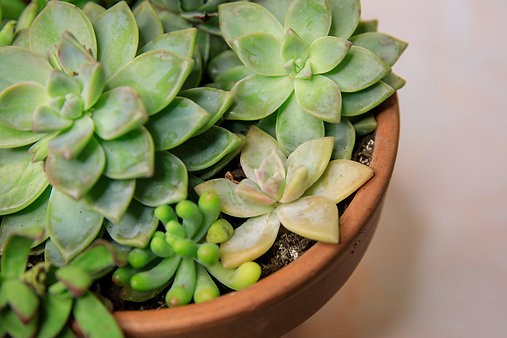 Charming Succulent Garden