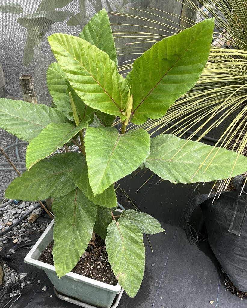 Ficus dammaropsis  Dinner Plate Fig