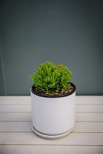 Dancing Bones Cactus - Hatiora salicornioides