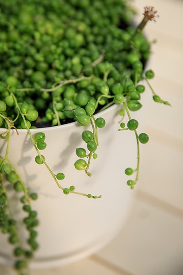 String of pearls