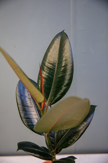 Ficus Elastica "Burgundy" Rubber Tree