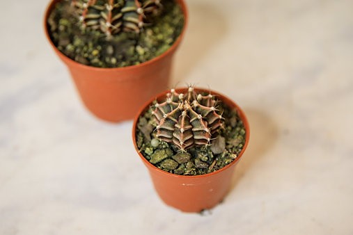 Plaid cactus - Gymnocalycium stenopleurum