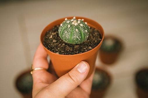 Star cactus (Astrophytum asterias)