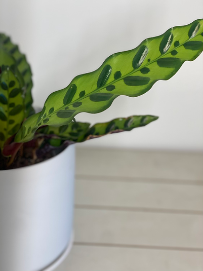 Goeppertia insignis - Rattlesnake