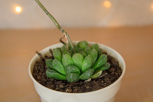 Haworthia Cooperi
