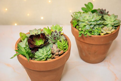 Charming Succulent Garden